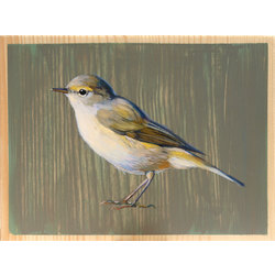 Chiff-chaff