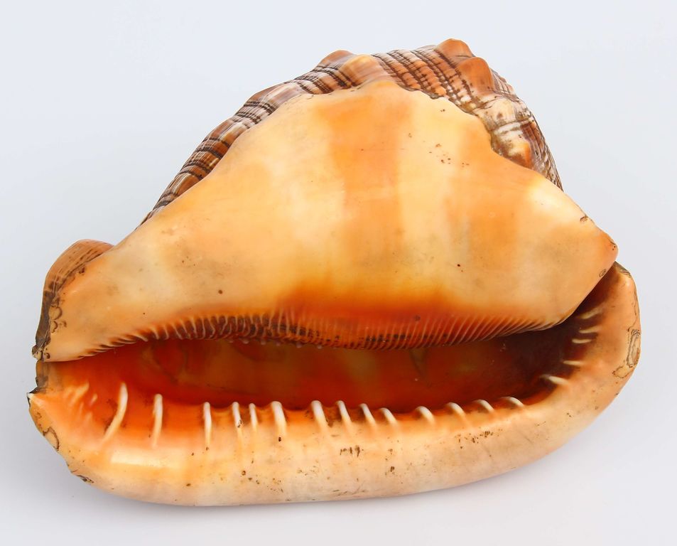 Shell with a cut