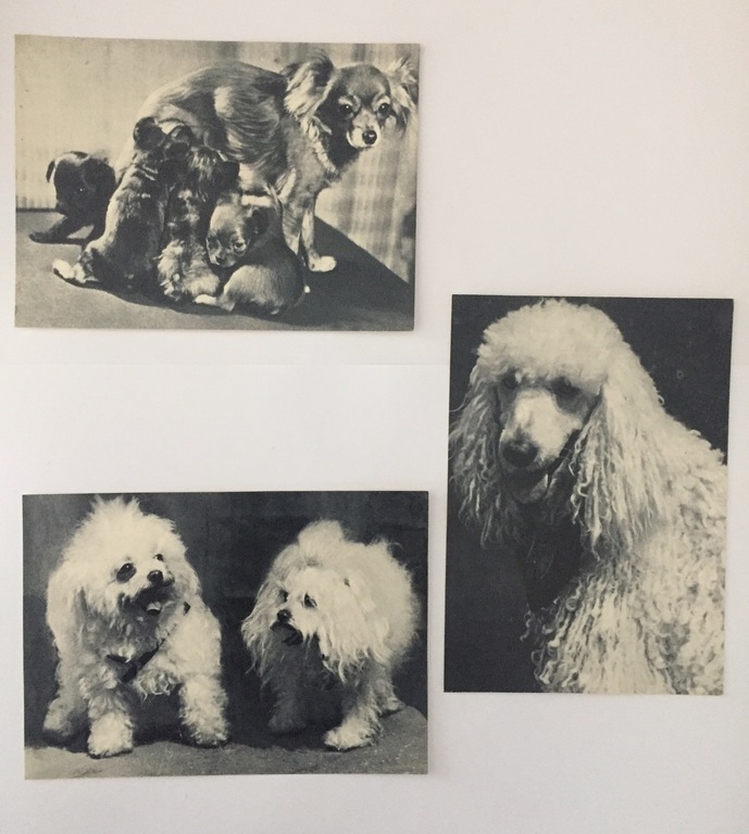  Photos of dogs (15 pcs)