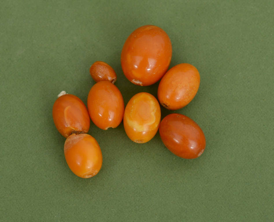 Natural amber bead parts (8 pcs), different sizes