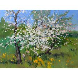 Blossoming apple trees