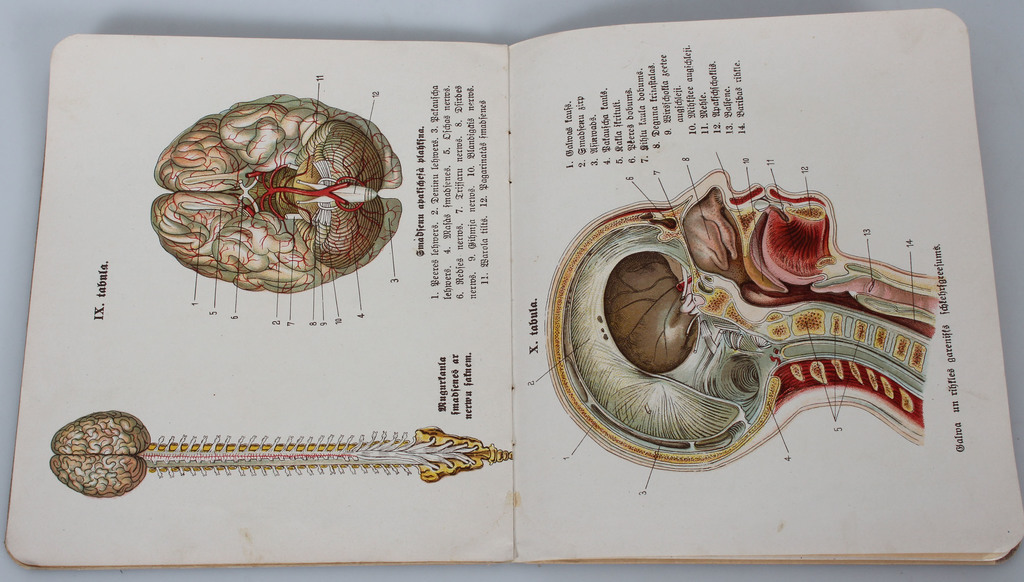 Anatomical atlas