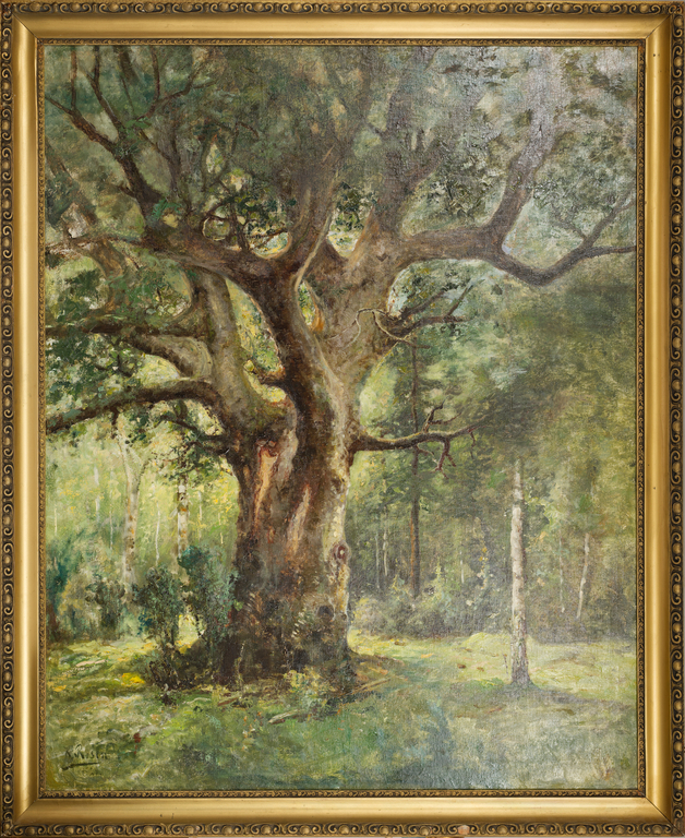 Latvian oak in Vadakste forest