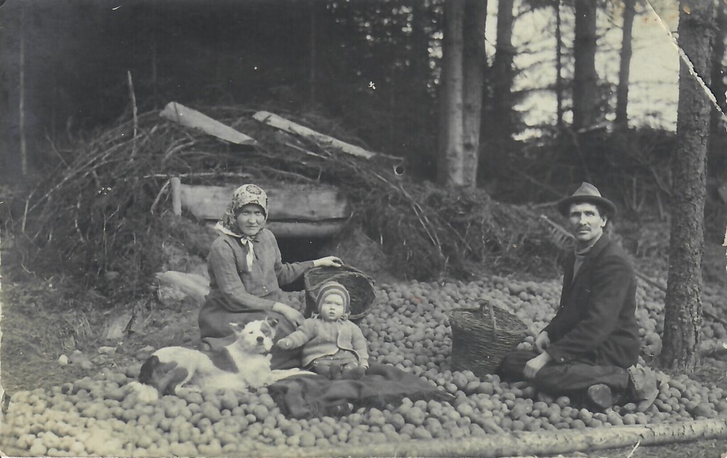 Kartupeļu raža. Ērgļu pagasta Dravniekos 1930.g.
