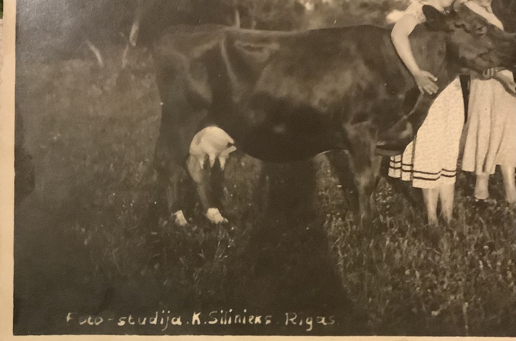 1933 Silinieks Photo Studio Riga. Latvian girls with cows