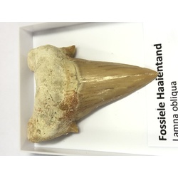 Fossil shark tooth (approx. 100 million years old)