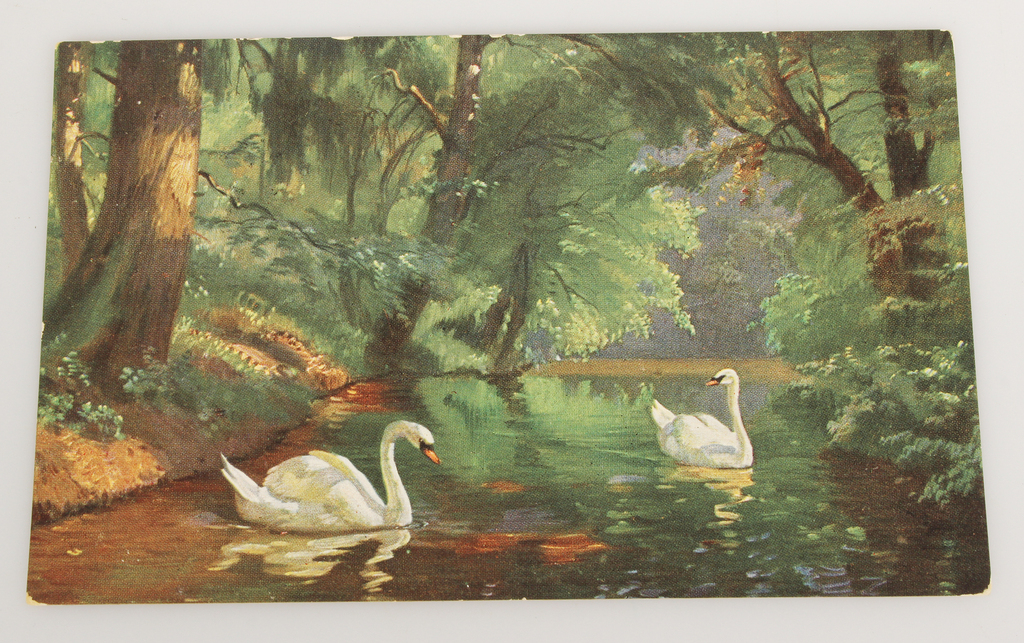 Postcard Swans