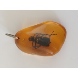 amber pendant with an insect